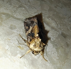 Spodoptera litura