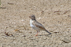Alaudidae