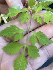 Crataegus marshallii