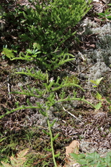 Lycopodium lagopus