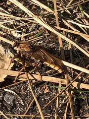 Asilus crabroniformis