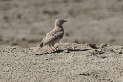Alaudidae
