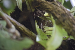 Microsorum punctatum