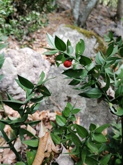 Ruscus aculeatus