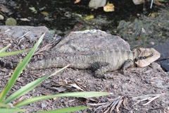 Intellagama lesueurii