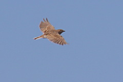 Alaudidae