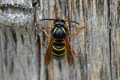 Dolichovespula media