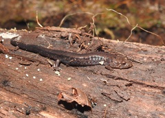 Desmognathus orestes