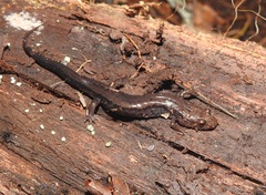 Desmognathus orestes