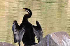 Anhinga novaehollandiae