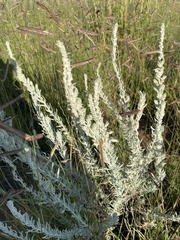 Krascheninnikovia lanata