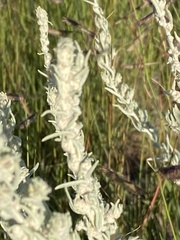 Krascheninnikovia lanata