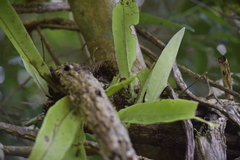 Microsorum punctatum