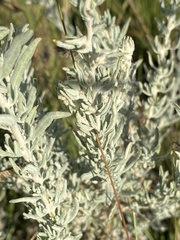 Krascheninnikovia lanata