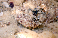 Botryllus