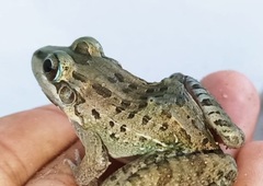 Leptodactylus macrosternum