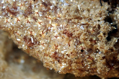 Botryllus