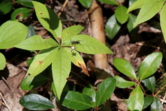 Lysimachia borealis