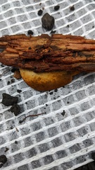Pseudomerulius curtisii