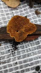 Pseudomerulius curtisii