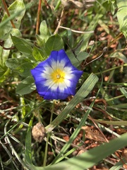 Convolvulus tricolor