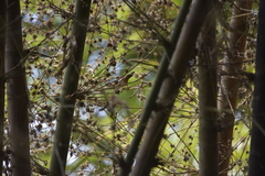 Lonchura striata subsquamicollis