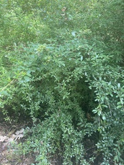 Ligustrum quihoui