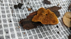 Pseudomerulius curtisii