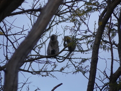 Chlorocebus pygerythrus pygerythrus