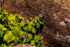 Plectranthus grallatus