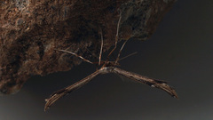 Oidaematophorus lithodactyla