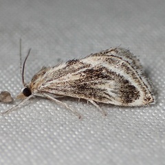 Odontiini