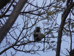 Chlorocebus pygerythrus pygerythrus