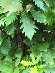 Quercus bicolor