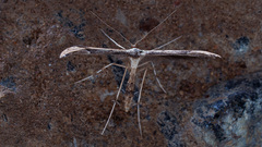 Oidaematophorus lithodactyla