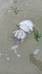 Rhizostoma pulmo