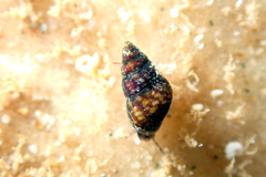 Dialidae