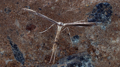 Oidaematophorus lithodactyla