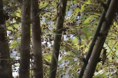 Lonchura striata subsquamicollis