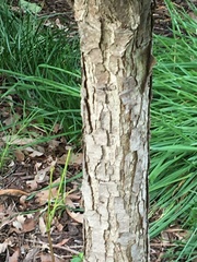 Quercus bicolor