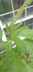 Amaranthus powellii