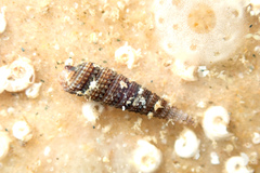 Triphoroidea