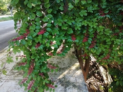 Cissus erosa