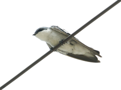 Tachycineta albiventer