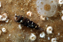 Triphoroidea