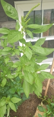 Amaranthus powellii