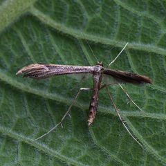 Oidaematophorus lithodactyla