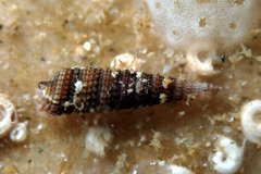 Triphoroidea