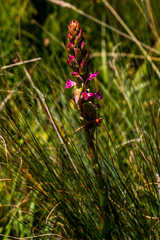 Satyrium macrophyllum
