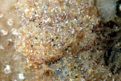 Botryllus